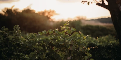 Winterhochzeit - Umgebung: in Weingärten - Loretto - Während langsam die Sonne über dem Weingut Leo Hillinger untergeht wird im Inneren fleißig gefeiert. - WEINGUT LEO HILLINGER