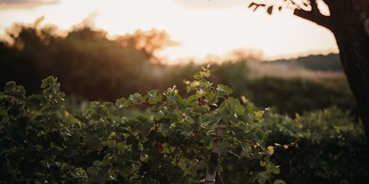 Winterhochzeit - Umgebung: in Weingärten - Pamhagen - Während langsam die Sonne über dem Weingut Leo Hillinger untergeht wird im Inneren fleißig gefeiert. - WEINGUT LEO HILLINGER