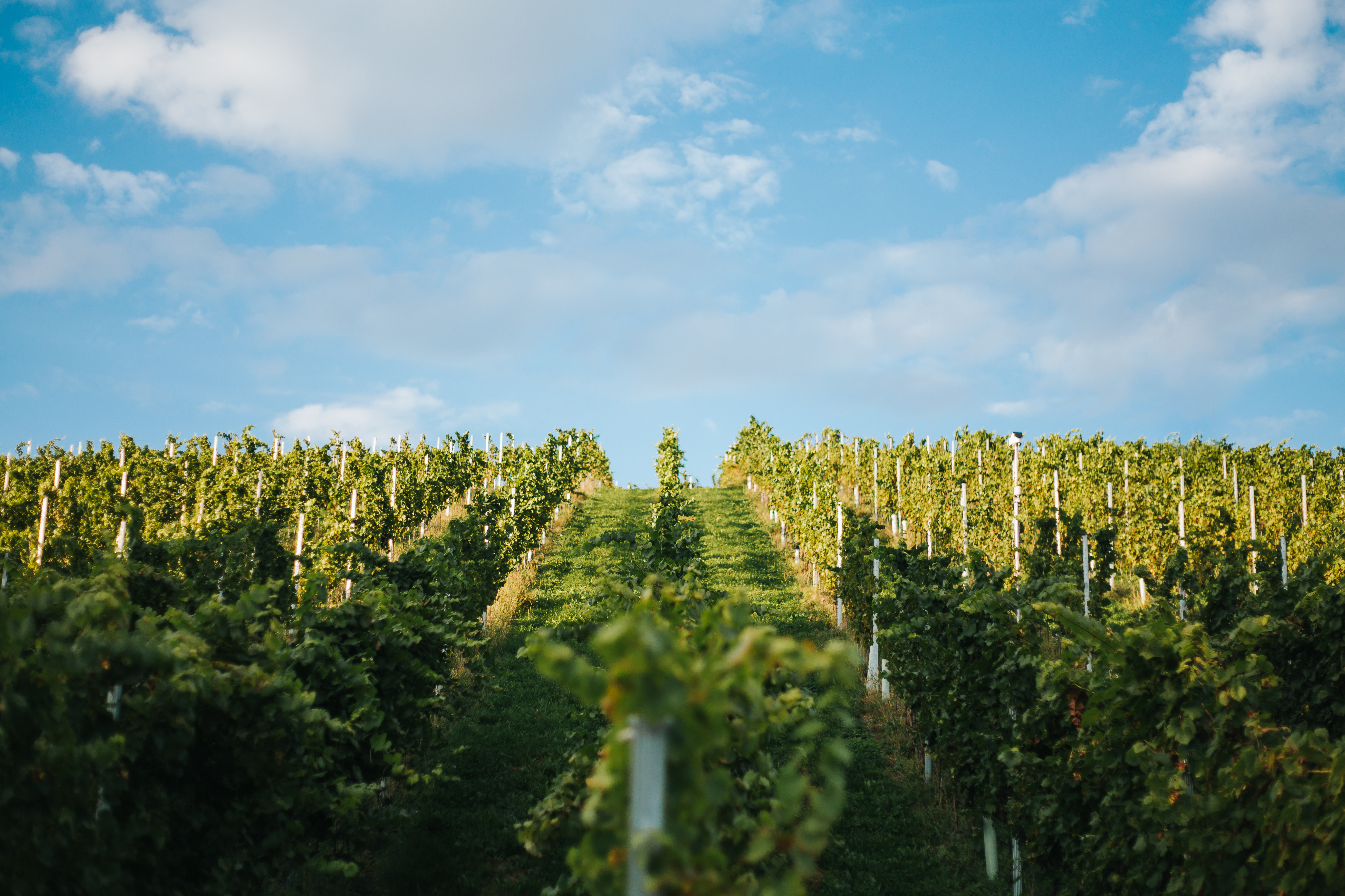 Winterhochzeit - Kärnten - Weingut TAGGENBRUNN