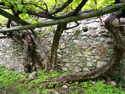 Winterhochzeit - Art der Location: Schloss - Unsere älteste und größte Rebe der Welt - Hochzeitslocation Castel Katzenzungen