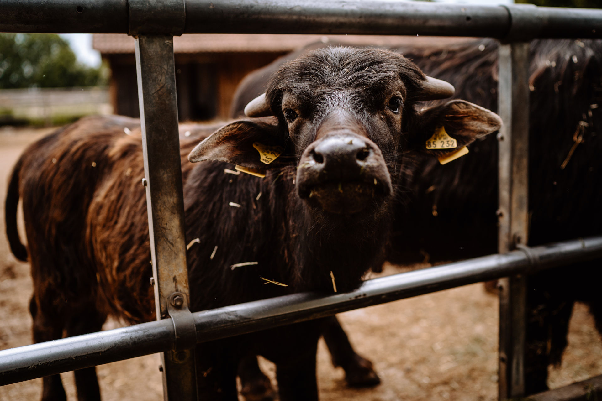 Hochzeitslocation: Büffelhof Beuerbach