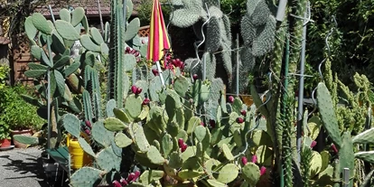 Winterhochzeit - Karlstetten - Schaugarten Kakteenecke - Bio Kräuterlandgasthaus mit Eventsaal für Hochzeiten