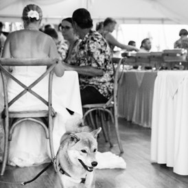 Hochzeitslocation: Feiert eure Hochzeit in einem Hochzeitszelt im Hotel Seepark-Weiden im Nordburgenland. - Hotel Seepark-Weiden